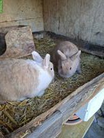 2 Zwergkaninchen mit grossem Stall