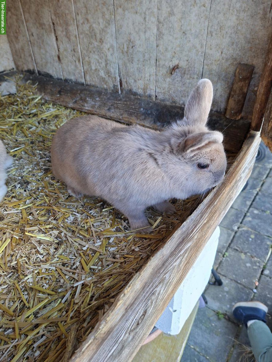 Bild 2: 2 Zwergkaninchen mit grossem Stall