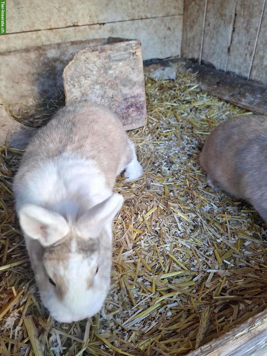 Bild 3: 2 Zwergkaninchen mit grossem Stall