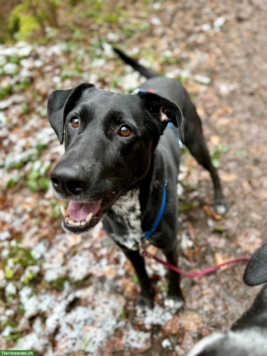 NOTFALL: Mischlingsrüde sucht ein Zuhause