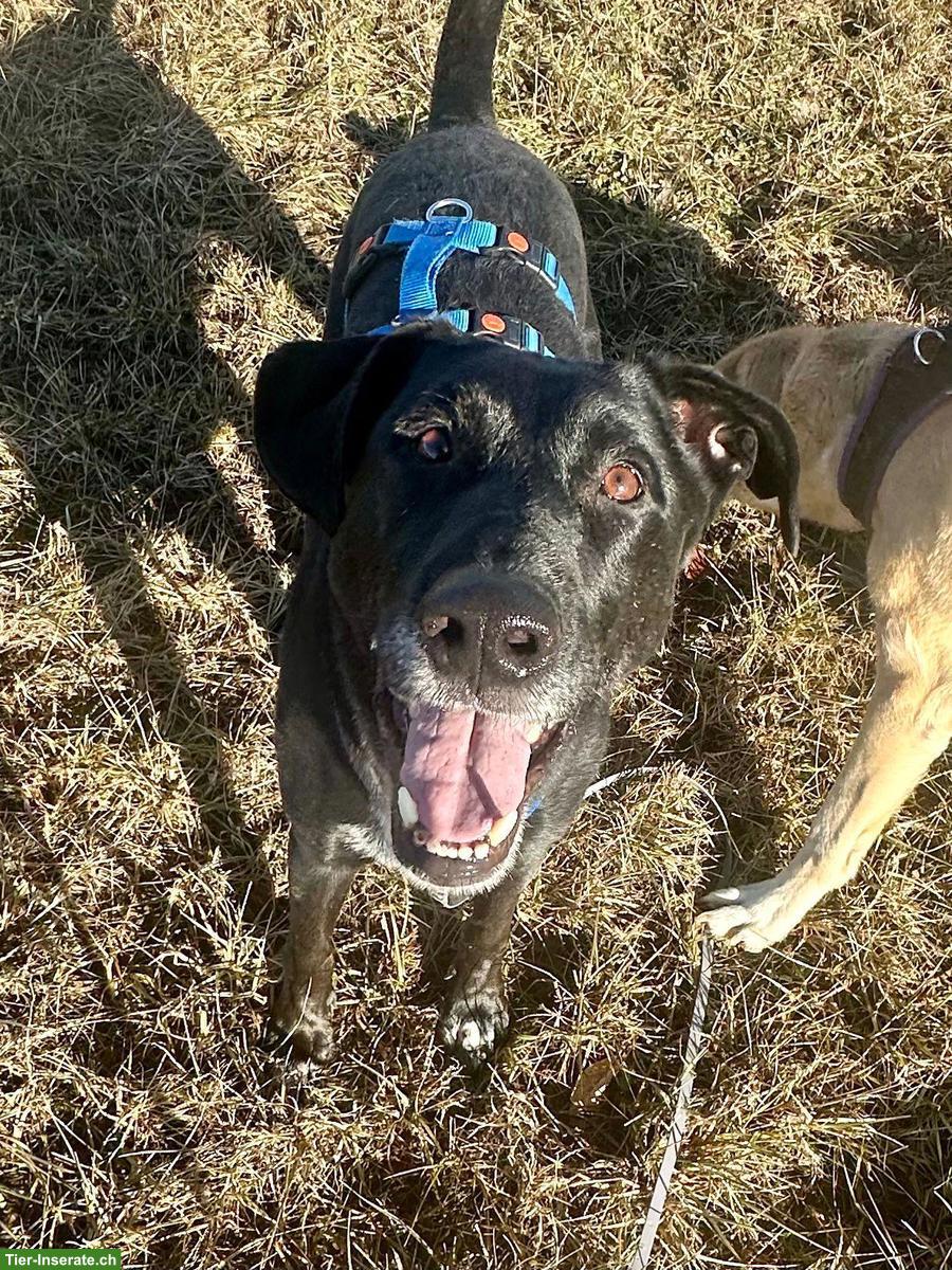 Bild 2: NOTFALL: Mischlingsrüde sucht ein Zuhause