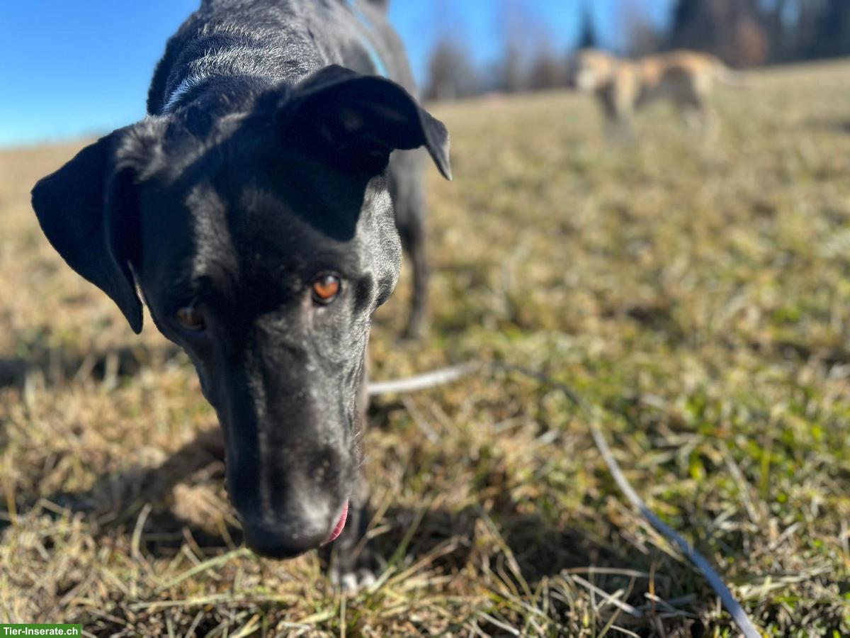 Bild 4: NOTFALL: Mischlingsrüde sucht ein Zuhause