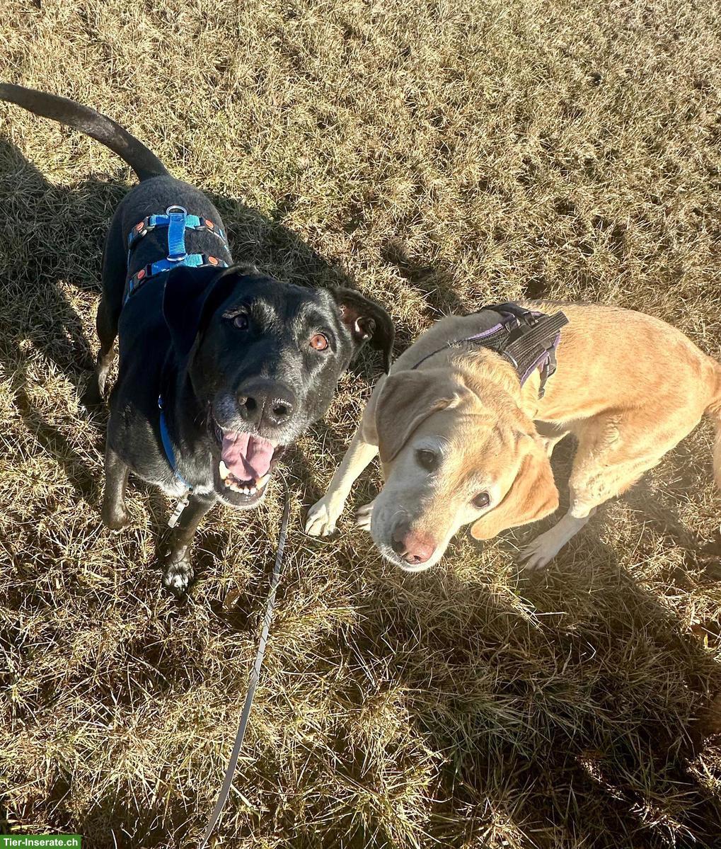 Bild 5: NOTFALL: Mischlingsrüde sucht ein Zuhause