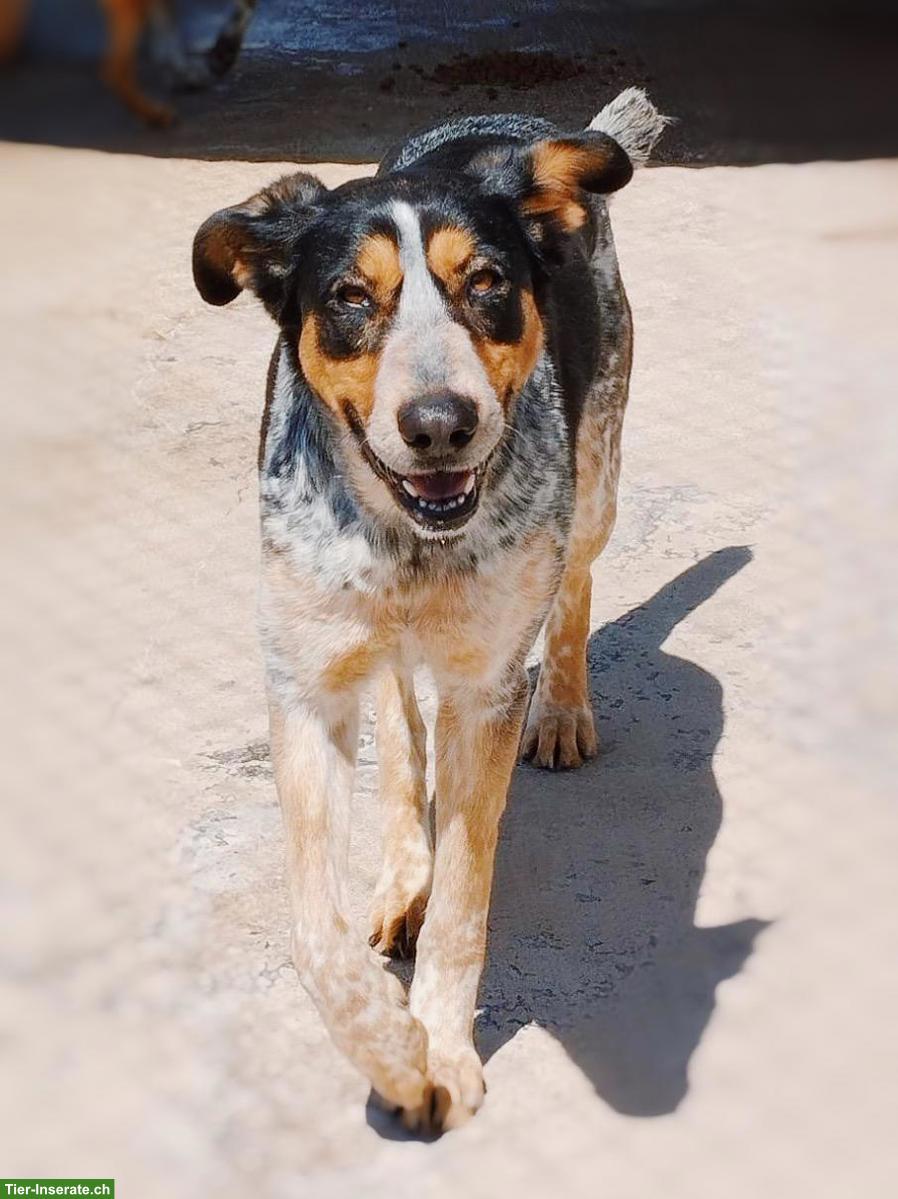 Bild 2: Mischlingshündin Tascha, ein Sonnenschein sucht ihr Zuhause