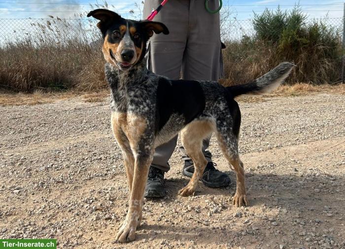 Bild 3: Mischlingshündin Tascha, ein Sonnenschein sucht ihr Zuhause