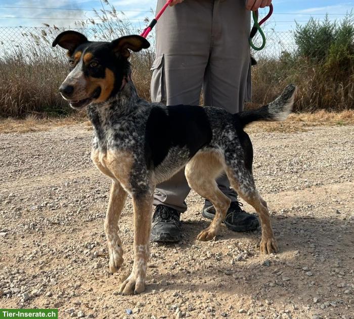 Bild 5: Mischlingshündin Tascha, ein Sonnenschein sucht ihr Zuhause