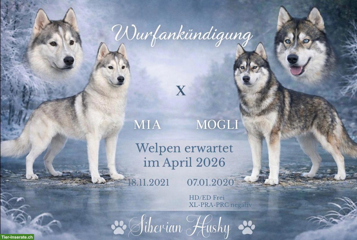 Sibirischer Husky Welpen | Wurfankündigung April 2026