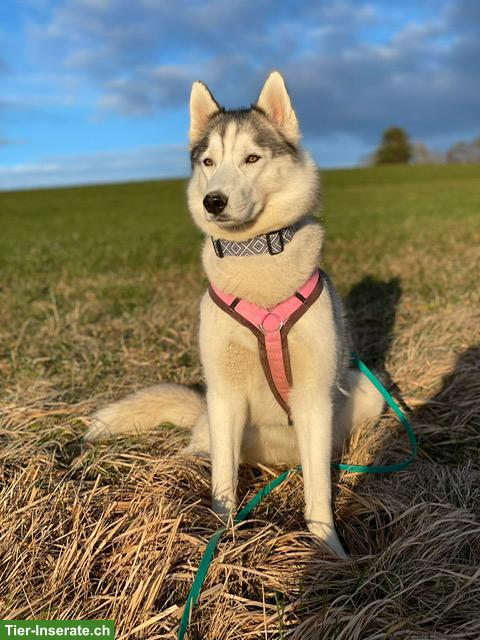 Bild 3: Sibirischer Husky Welpen | Wurfankündigung April 2026