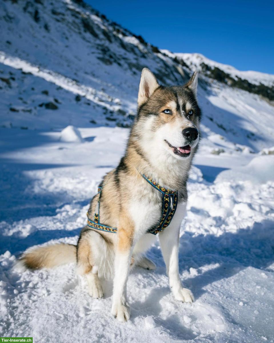 Bild 4: Sibirischer Husky Welpen | Wurfankündigung April 2026