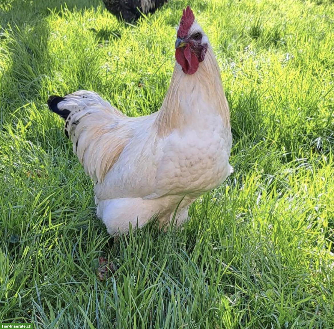 Hedemora Hahn gesucht