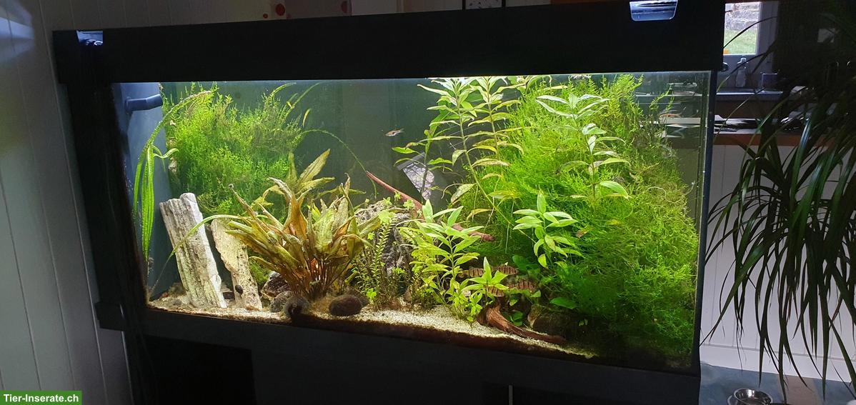 Aquarium, Fische, Zubehör zusammen oder einzeln zu verkaufen