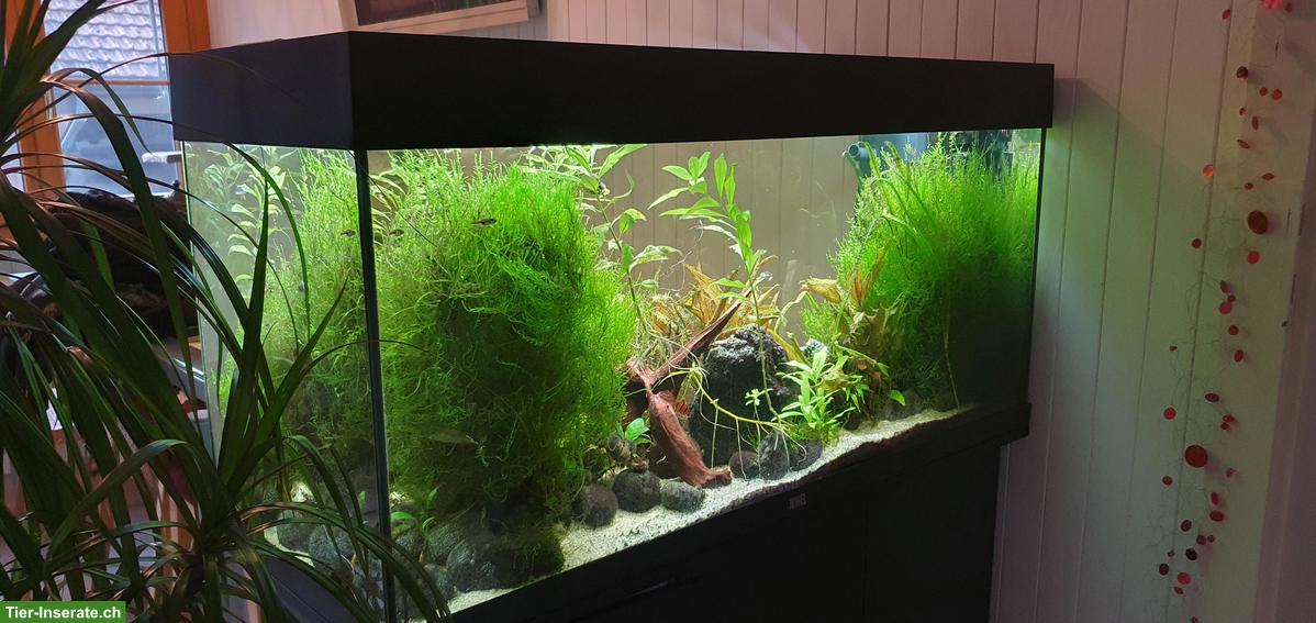 Bild 2: Aquarium, Fische, Zubehör zusammen oder einzeln zu verkaufen