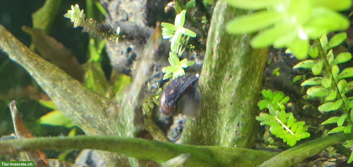 Bild 3: Aquarium, Fische, Zubehör zusammen oder einzeln zu verkaufen