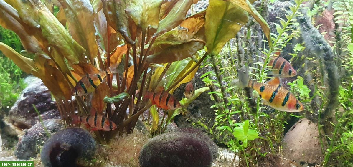 Bild 4: Aquarium, Fische, Zubehör zusammen oder einzeln zu verkaufen