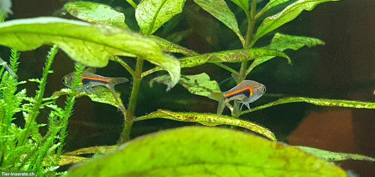 Bild 5: Aquarium, Fische, Zubehör zusammen oder einzeln zu verkaufen