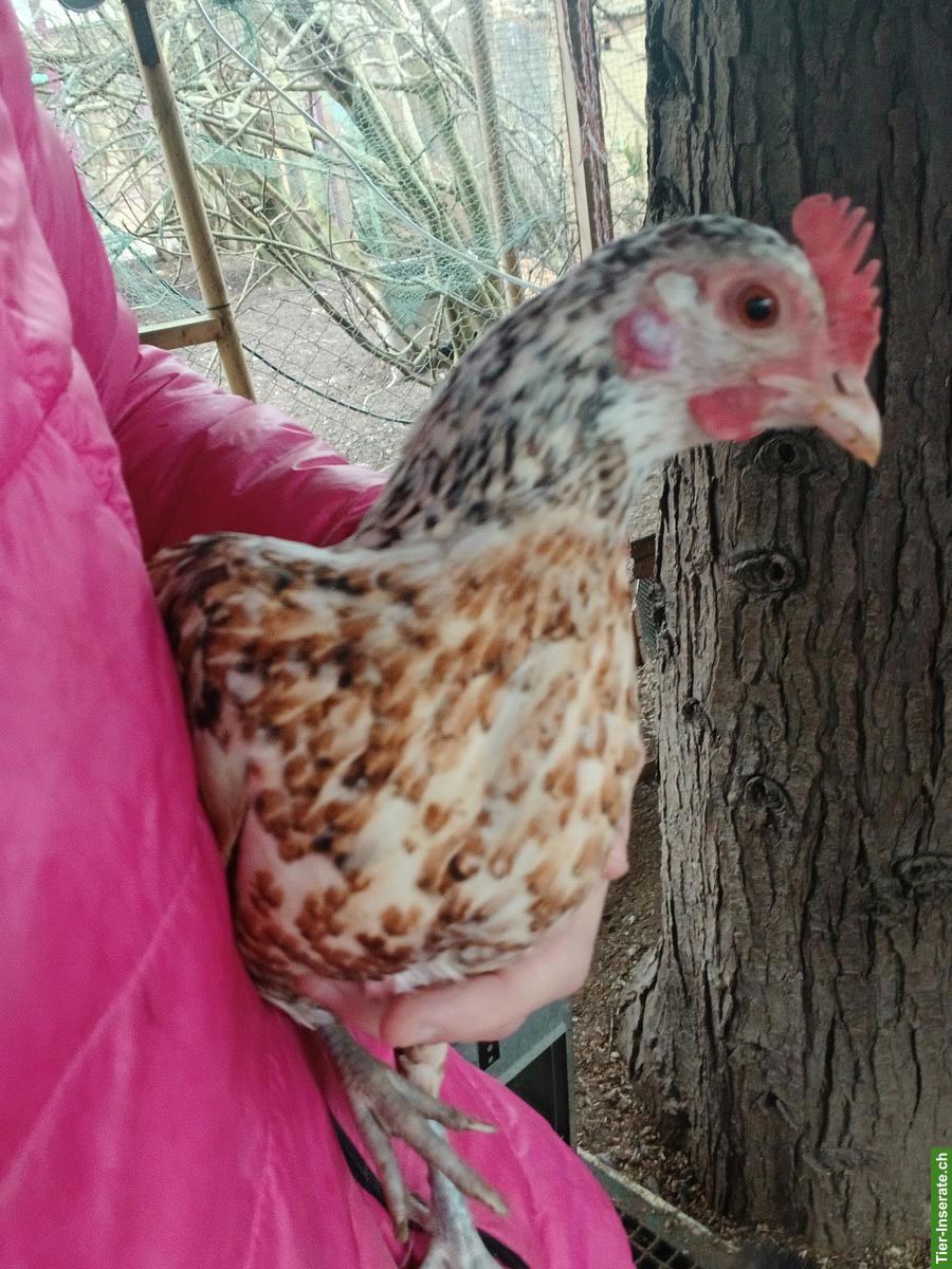 2 Serama Hennen mit US Silki Junghahn