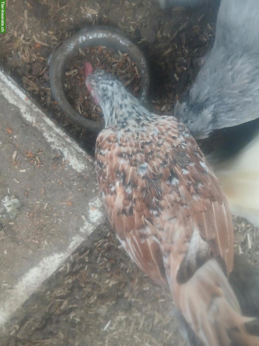 Bild 2: 2 Serama Hennen mit US Silki Junghahn