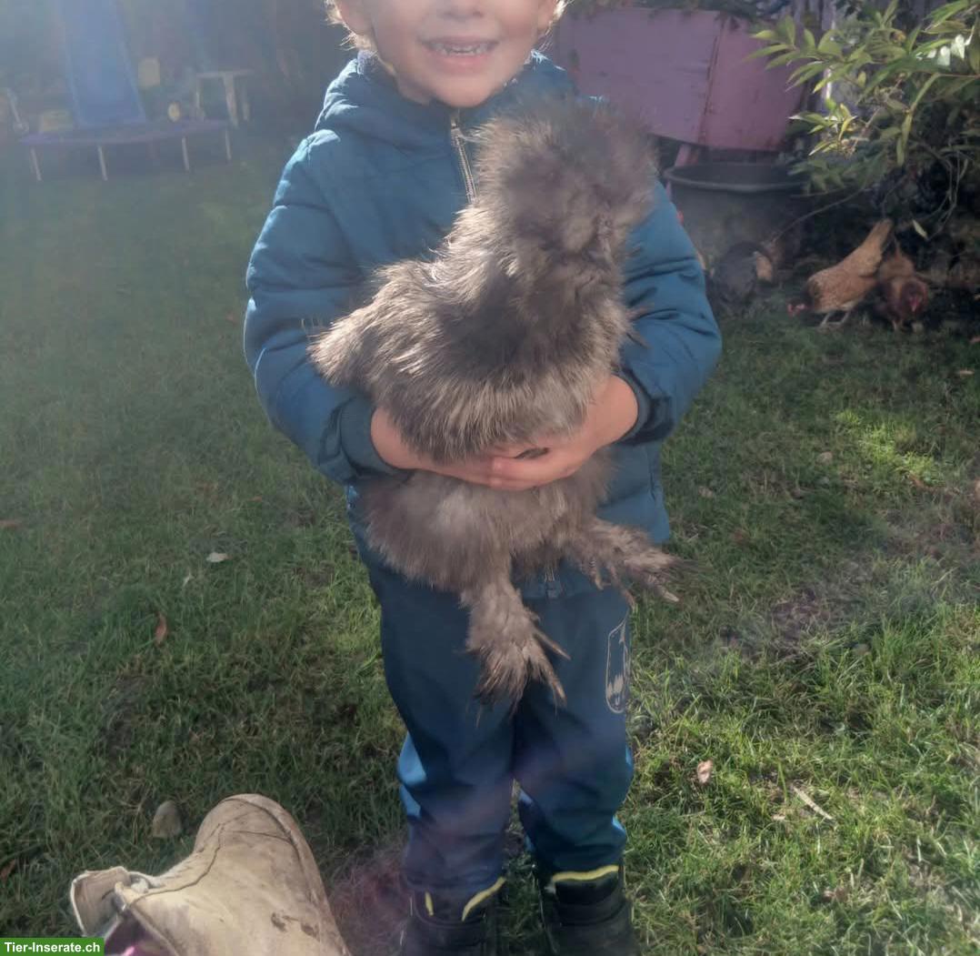 Bild 3: 2 Serama Hennen mit US Silki Junghahn