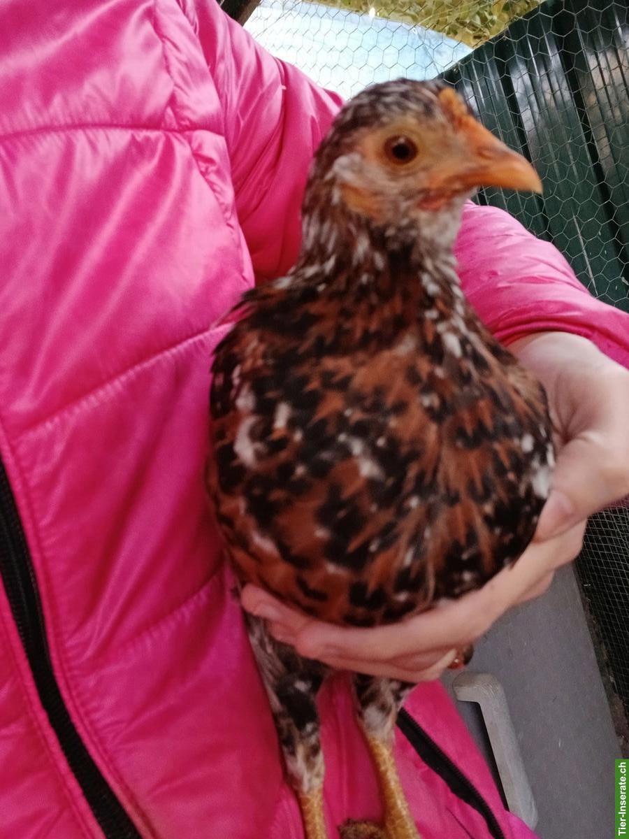 Bild 4: 2 Serama Hennen mit US Silki Junghahn