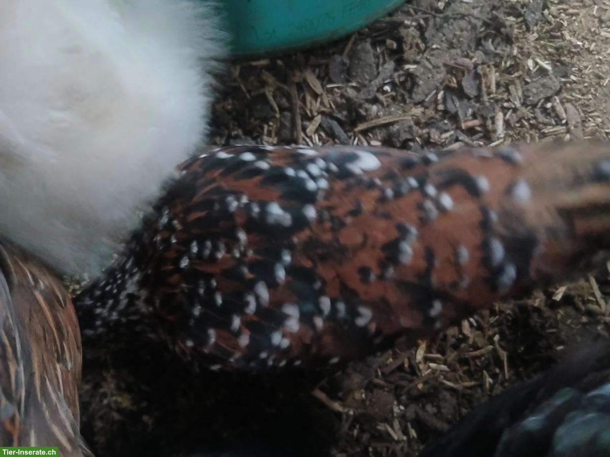 Bild 5: 2 Serama Hennen mit US Silki Junghahn