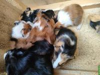 Meerschweinchen Babys, Böckli & Weibchen