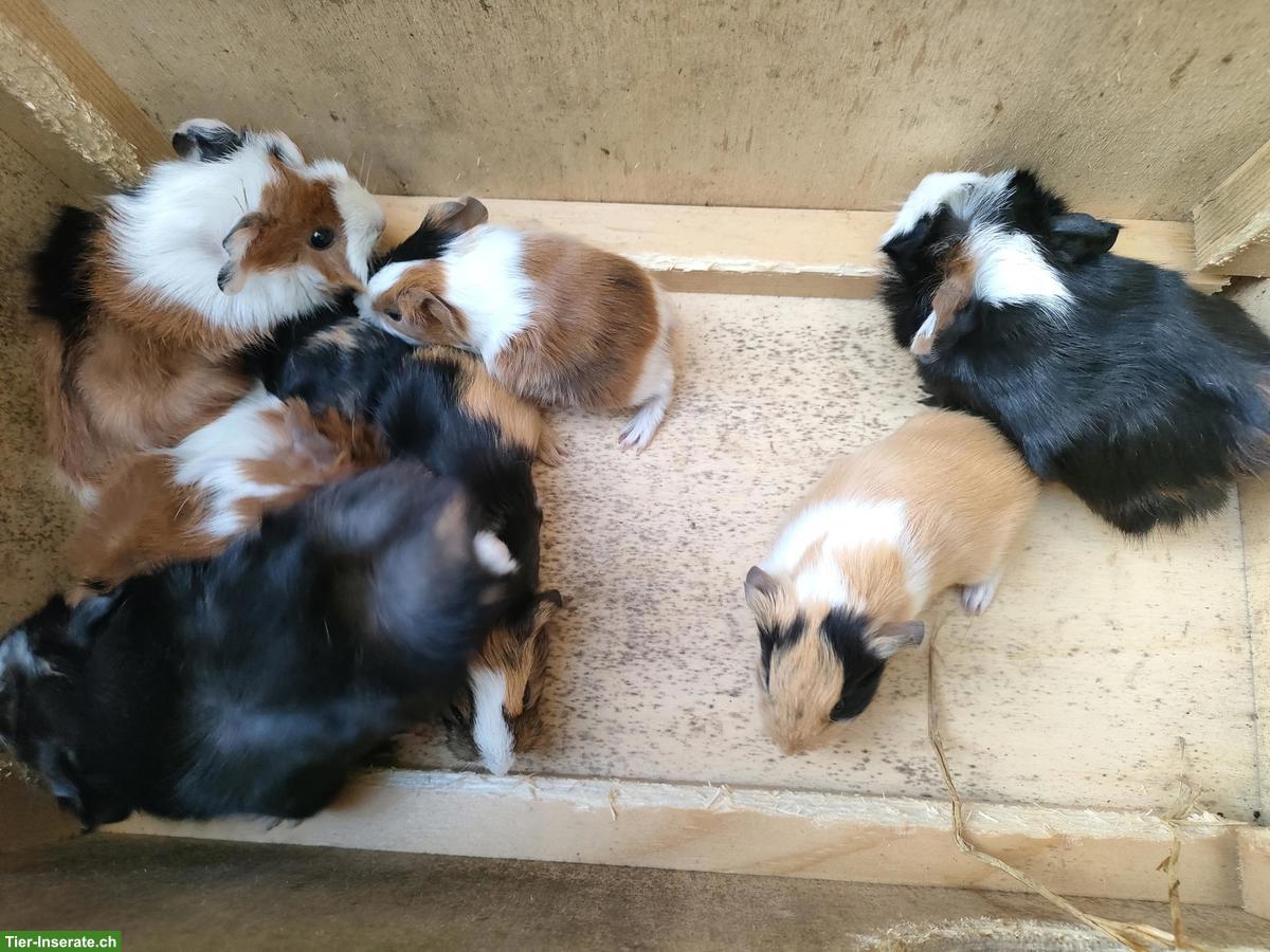 Bild 2: Meerschweinchen Babys, Böckli & Weibchen