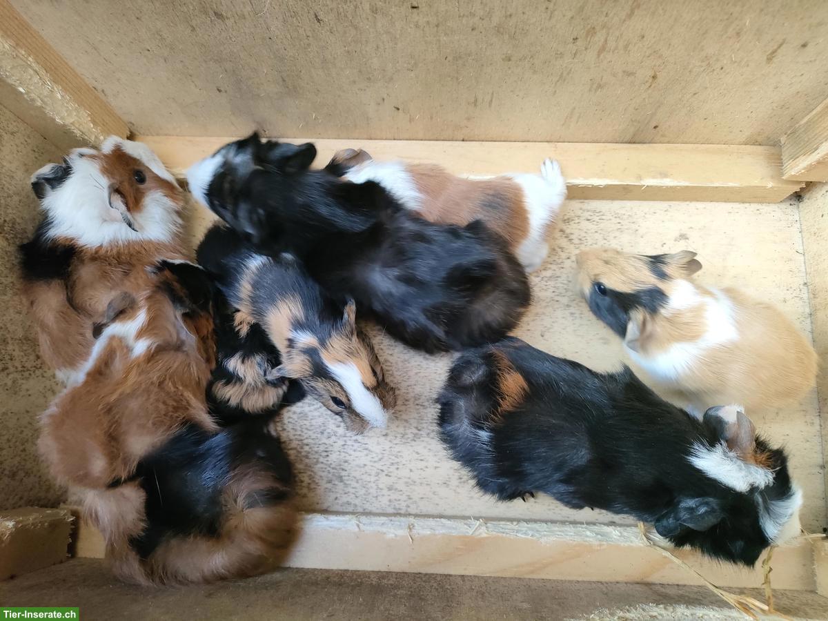 Bild 3: Meerschweinchen Babys, Böckli & Weibchen