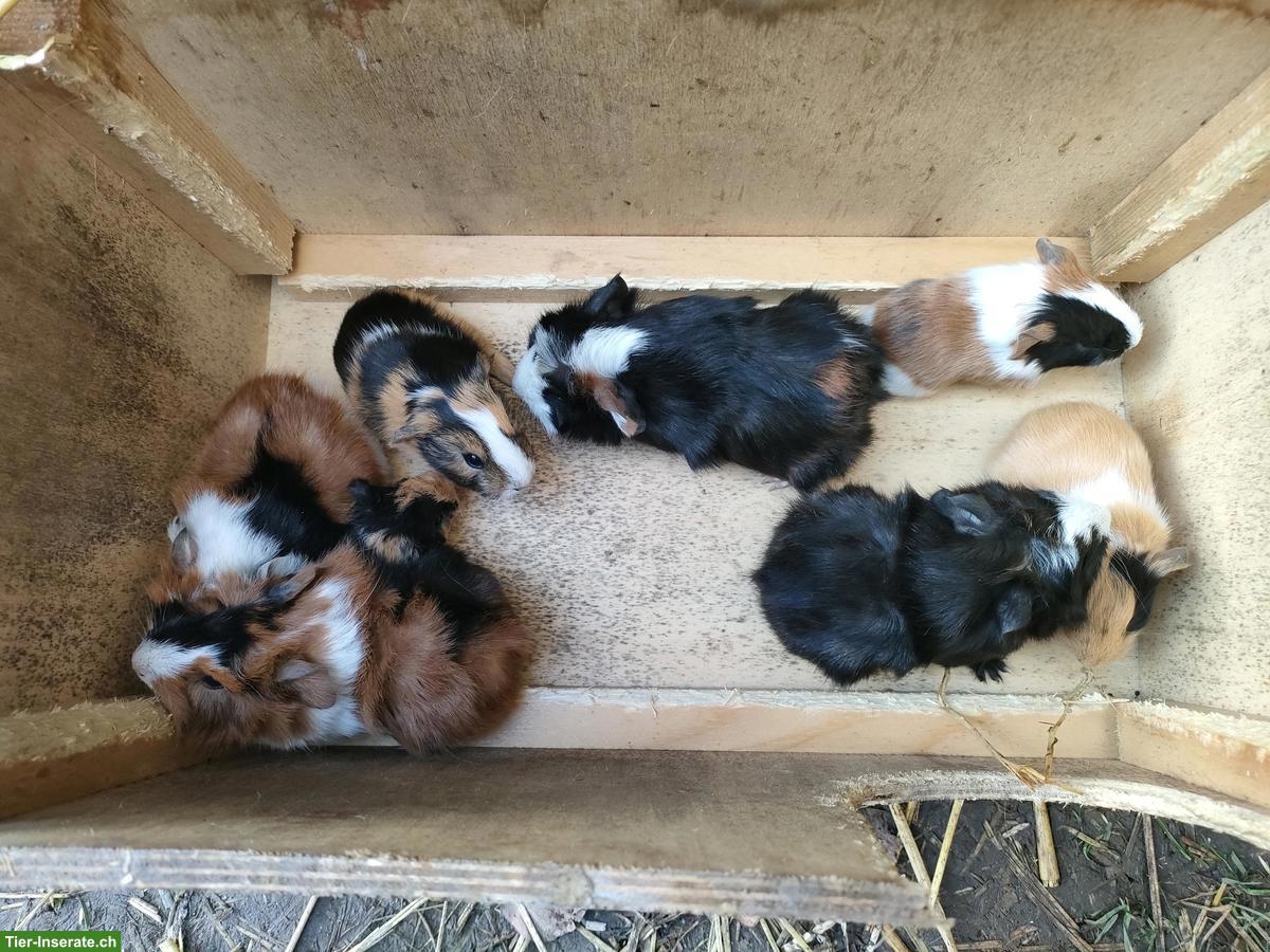 Bild 5: Meerschweinchen Babys, Böckli & Weibchen