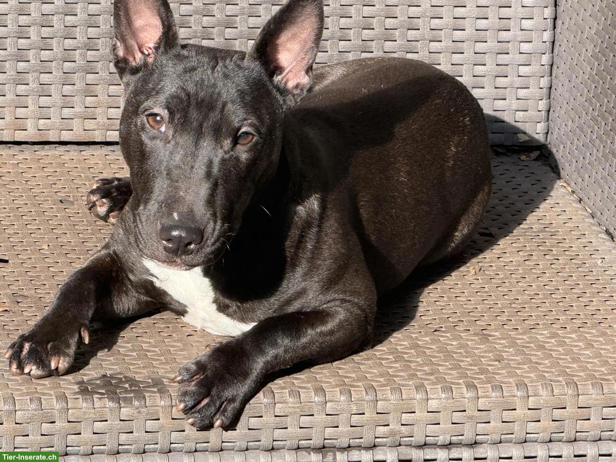 Bild 2: Miniature Bull Terrier Mix Hündin