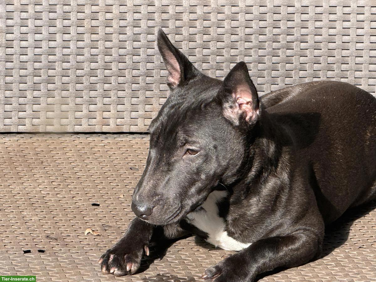 Bild 3: Miniature Bull Terrier Mix Hündin