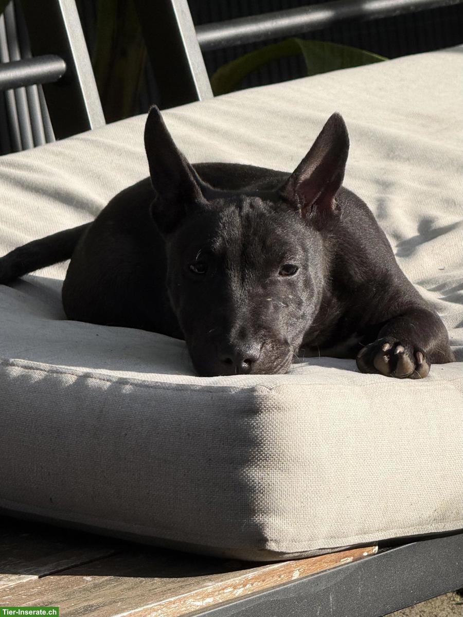 Bild 6: Miniature Bull Terrier Mix Hündin