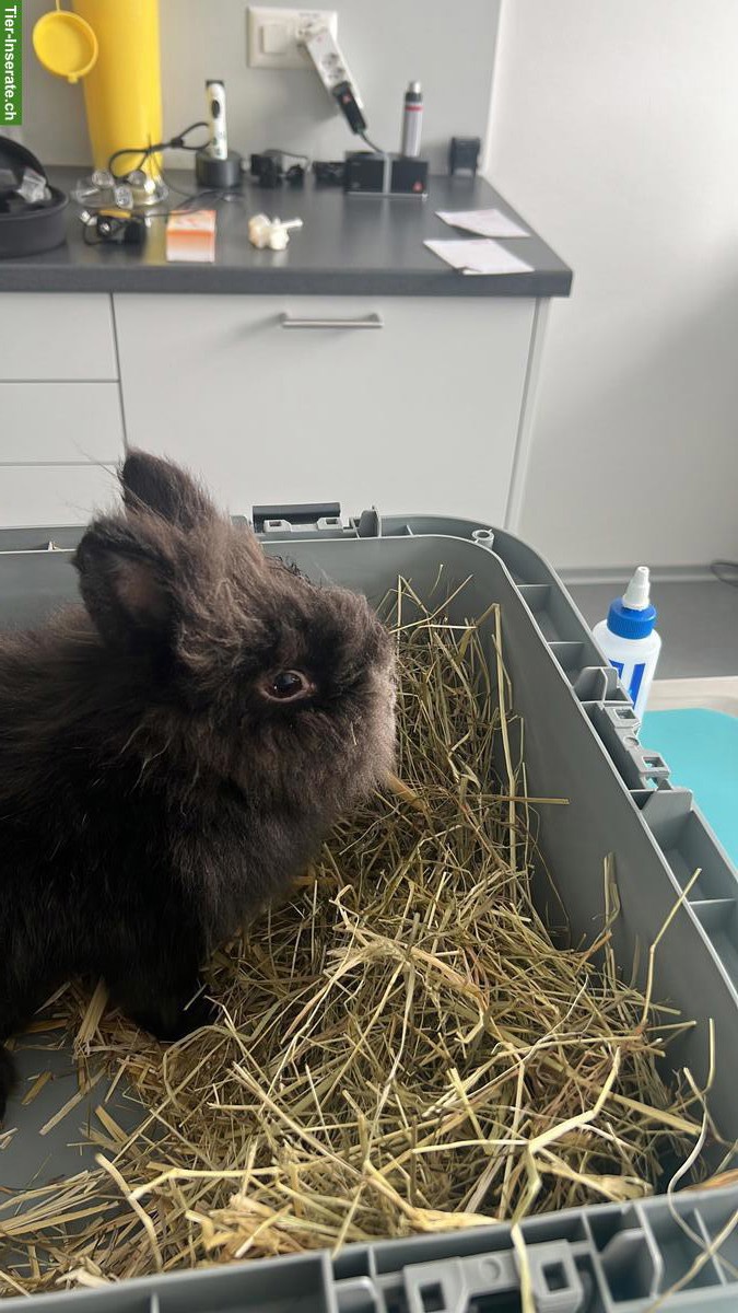 2 süsse Löwenkopf Zwergkaninchen