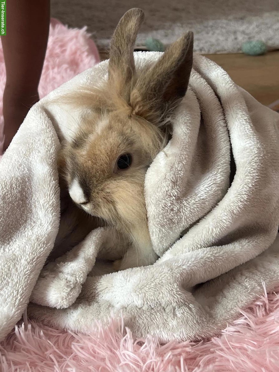 Bild 2: 2 süsse Löwenkopf Zwergkaninchen