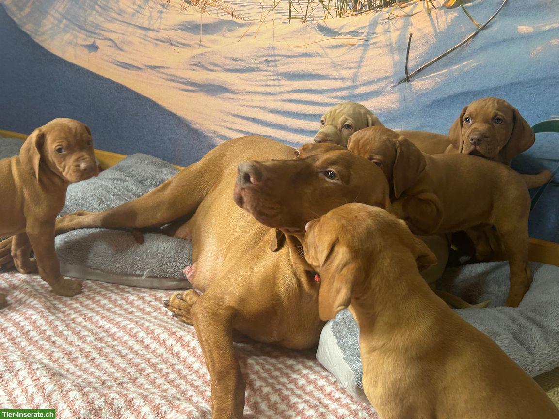 Magyar Vizsla Welpen, reinrassig, wunderschön