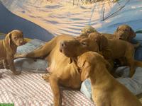 Magyar Vizsla Welpen, reinrassig, wunderschön