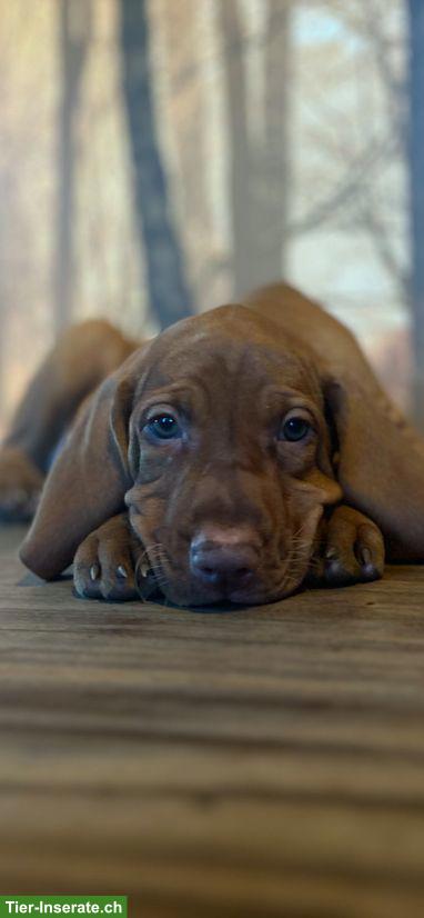 Bild 3: Magyar Vizsla Welpen, reinrassig, wunderschön