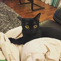 Schwarzer Kater, sehr hübsch und liebenswert