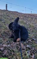 Junger Zwergkaninchen-Bock Charlie sucht liebevolles Zuhause