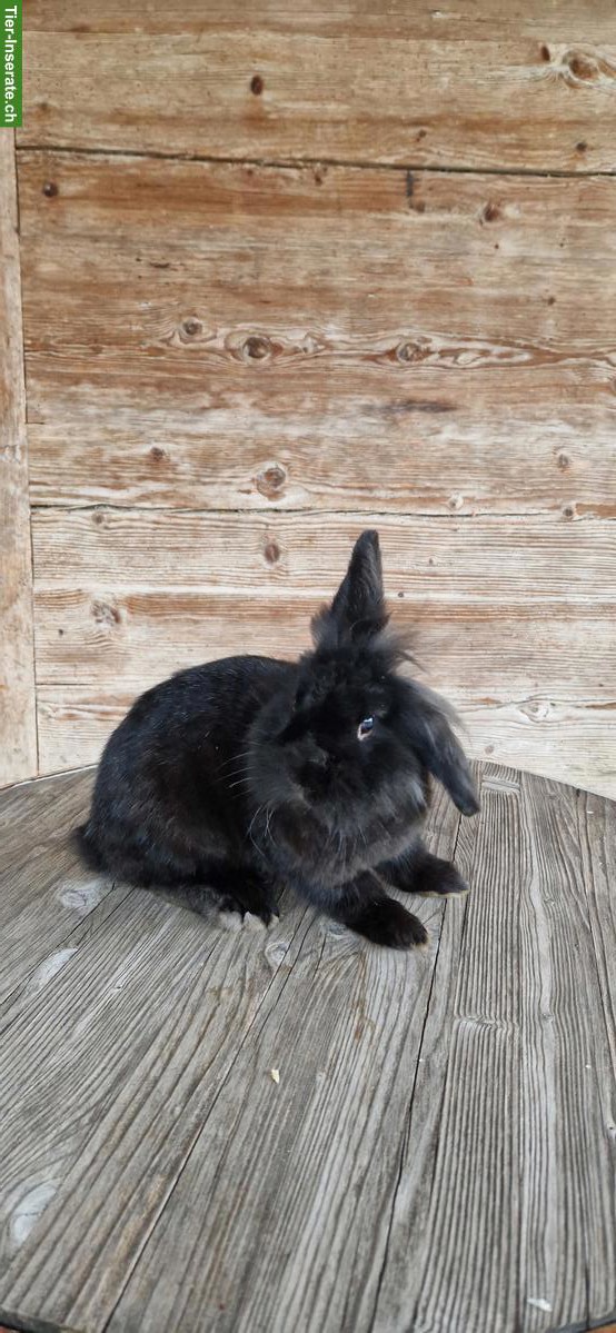 Bild 2: Junger Zwergkaninchen-Bock Charlie sucht liebevolles Zuhause