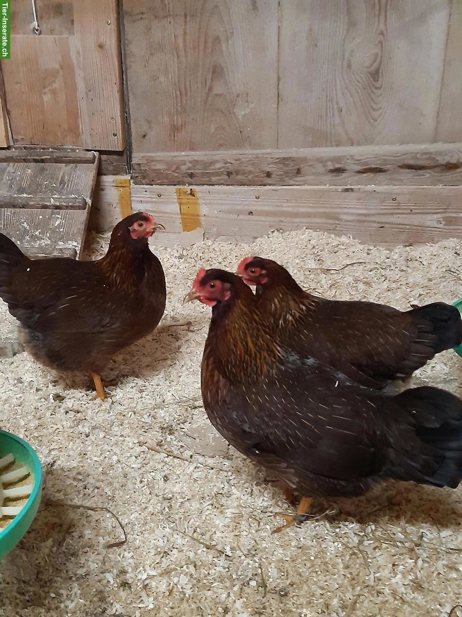 2 Zwergwelsumer Hennen, rost-rebhuhnfarbig, Jg 2024