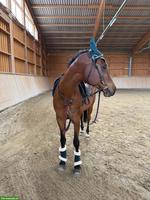 Reitbeteiligung für Araber Wallach, Münchwilen TG