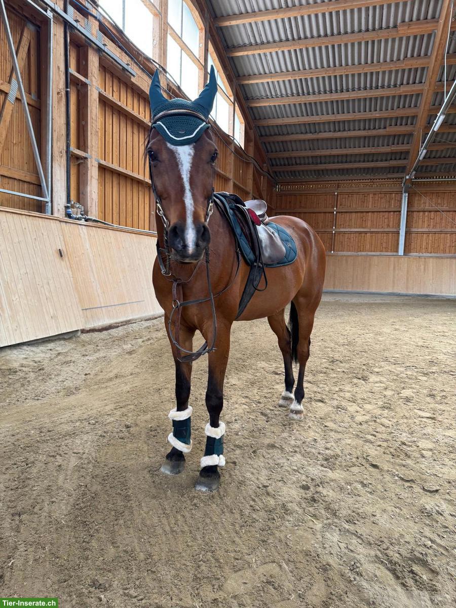 Bild 2: Reitbeteiligung für Araber Wallach, Münchwilen TG