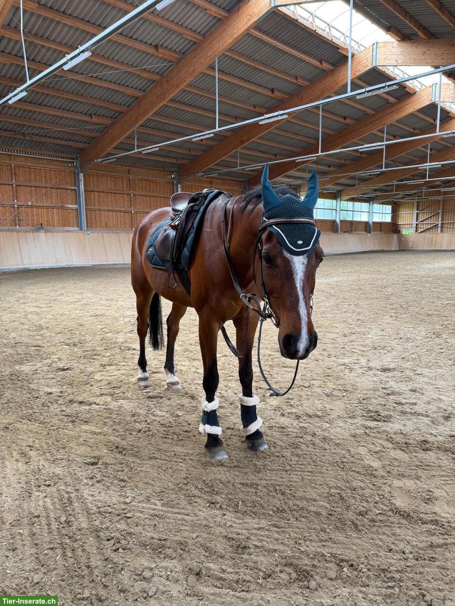 Bild 3: Reitbeteiligung für Araber Wallach, Münchwilen TG