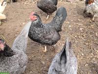 Junge Serama Hühner, 3 Hennen & 1 Hahn
