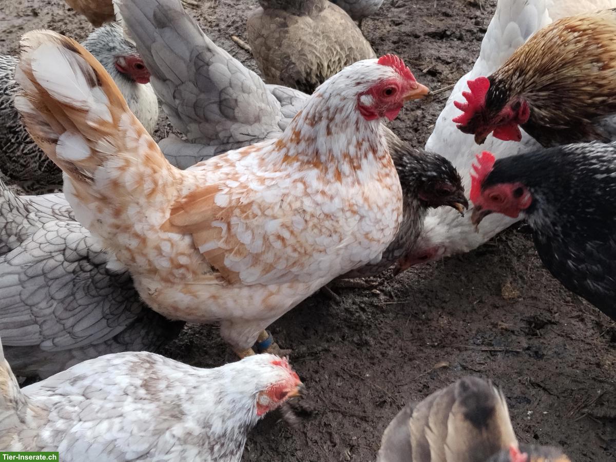 Bild 2: Junge Serama Hühner, 3 Hennen & 1 Hahn