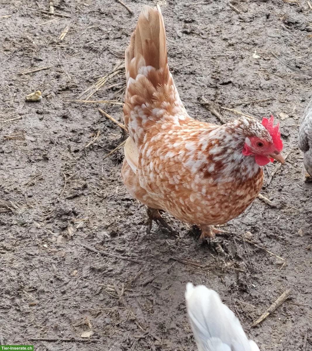 Bild 3: Junge Serama Hühner, 3 Hennen & 1 Hahn