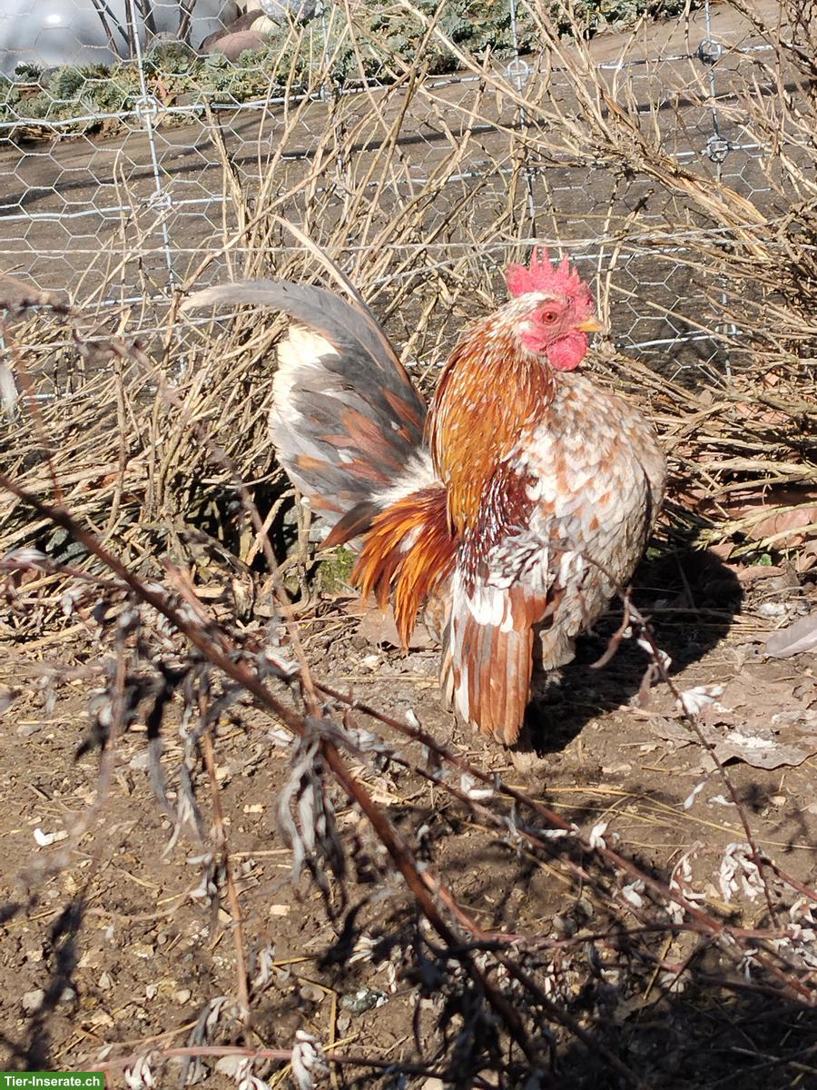 Bild 4: Junge Serama Hühner, 3 Hennen & 1 Hahn
