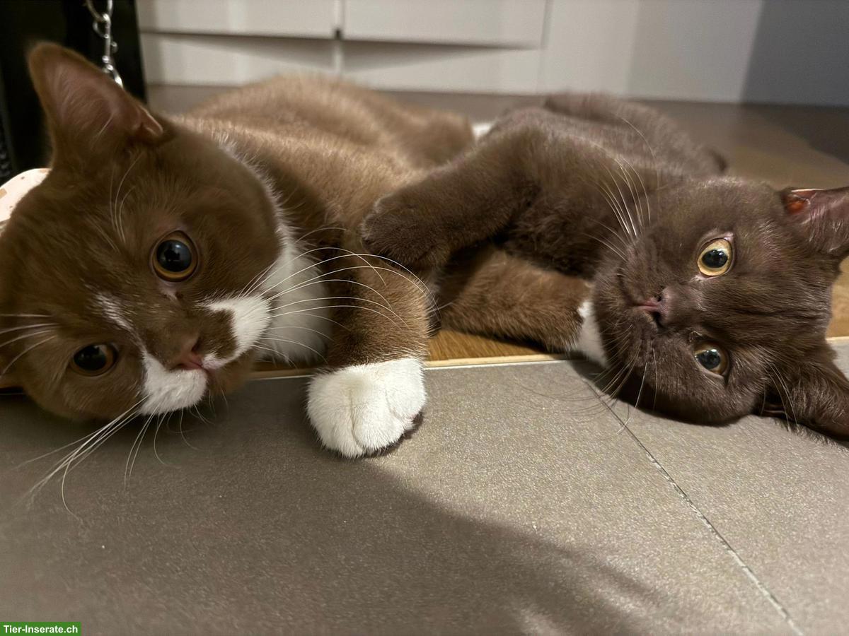 Bild 2: Wurfankündigung BKH Kitten