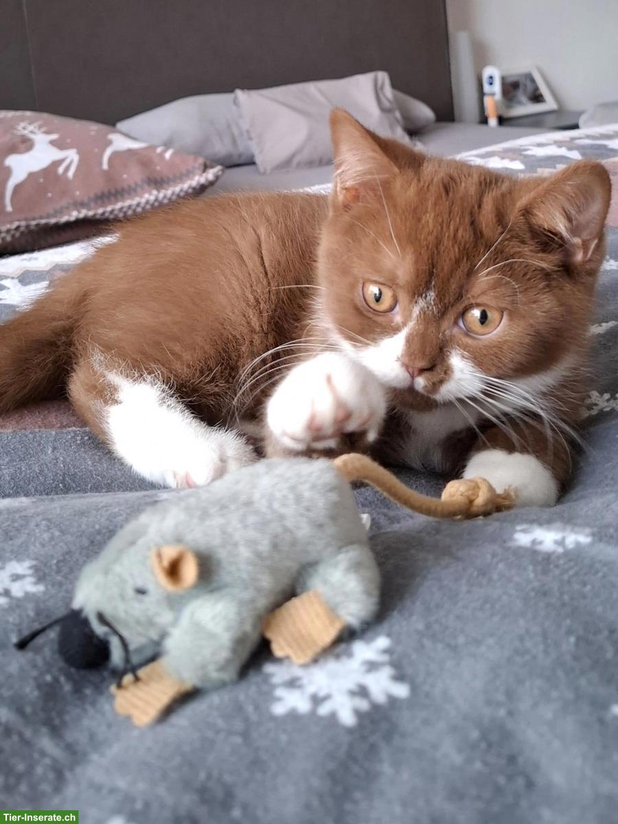 Bild 3: Wurfankündigung BKH Kitten