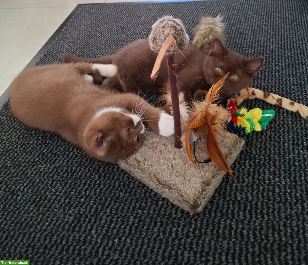 Bild 4: Wurfankündigung BKH Kitten